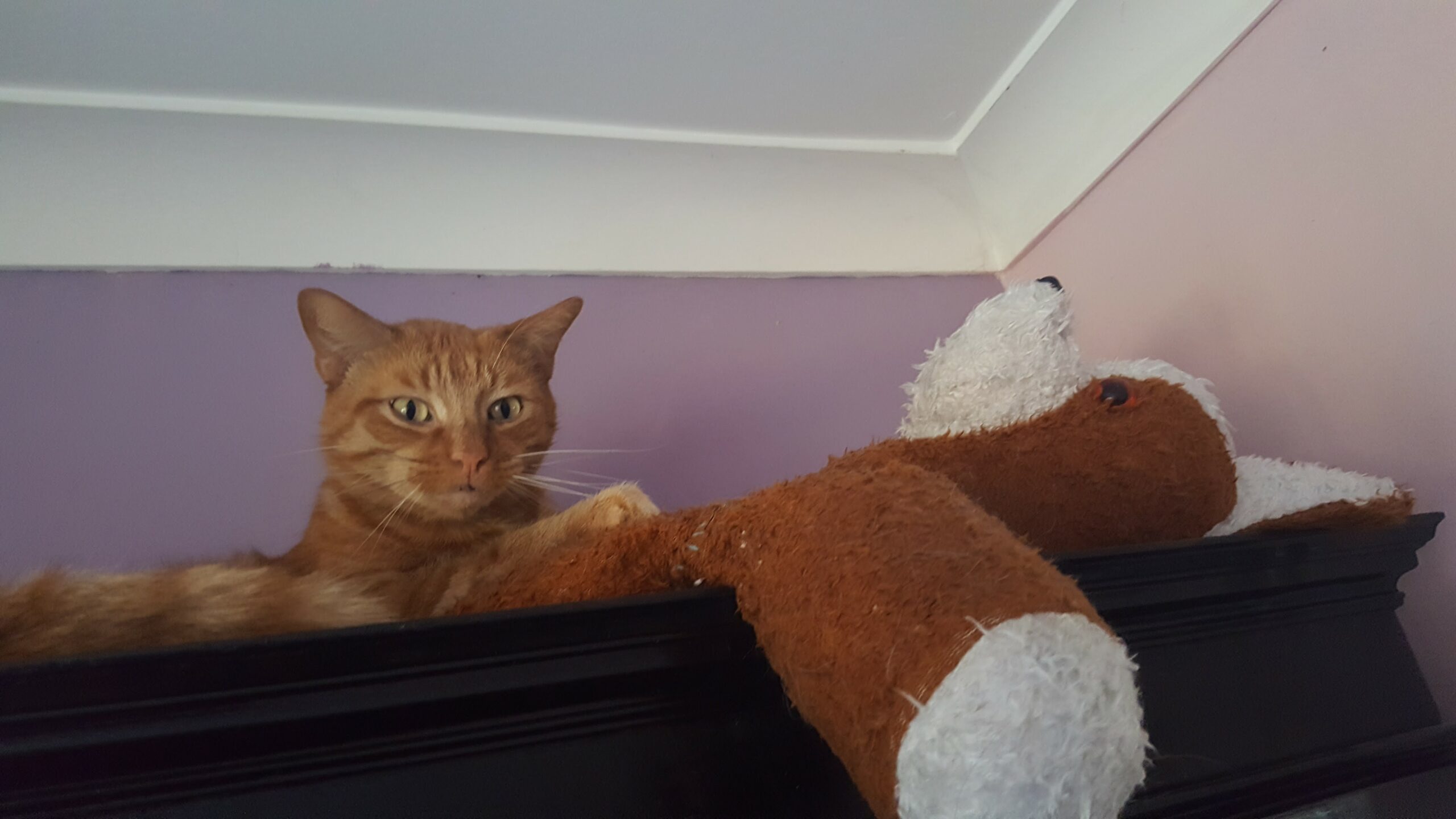 Bowsy II using Bowsy the Bear as a cat bed on top of bookcase.