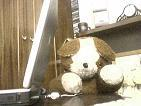 File photo of Bowsy - a brown and white bear seated at a table beside a laptop.