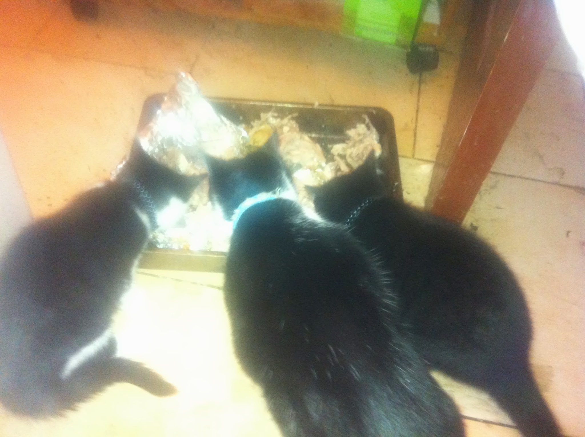 File photo of some of my cats eating chicken.